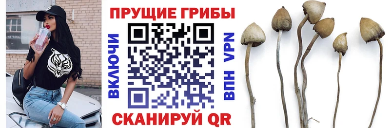 мега зеркало  Богородицк  Псилоцибиновые грибы мицелий 